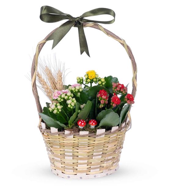 Martha Serisi Mixed Kalanchoe Tasarım Çiçek Sepeti